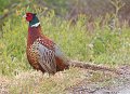 _3SB1898 ring-necked pheasant